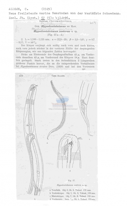 Ptycholaimellus ponticus