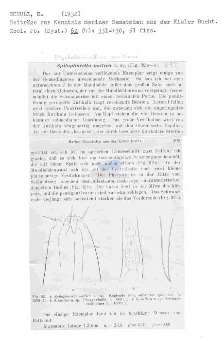 Ptycholaimellus ponticus