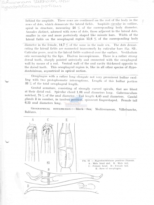 Ptycholaimellus ponticus