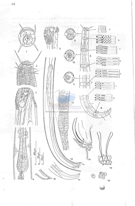Ptycholaimellus setosus