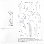 Rhabdocoma obitusicaudata