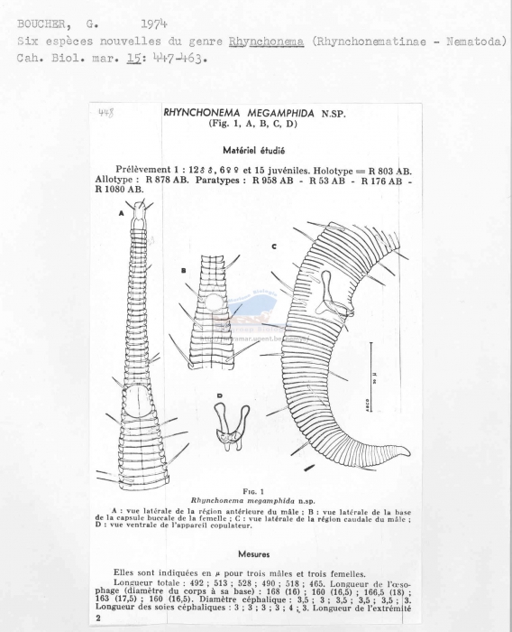 Rhynchonema megamphidum