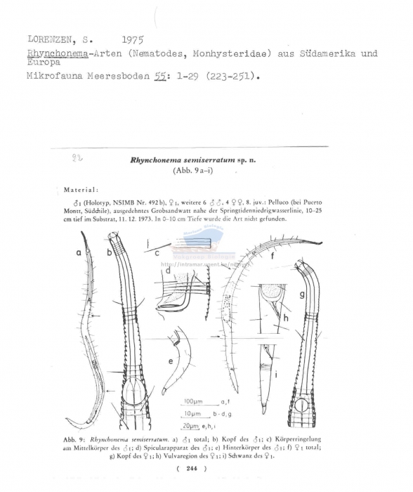 Rhynchonema semiserratum