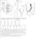 Nematode file-library of the Marine Biology Section (Ghent University, Belgium)