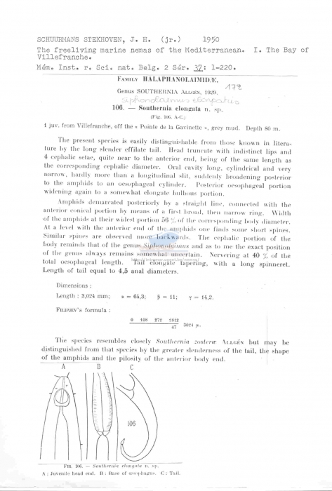 Siphonolaimus elongatus
