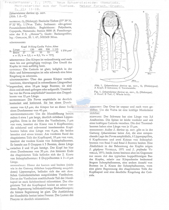 Sphaerolaimus ibericus