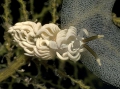 Nudibranchia