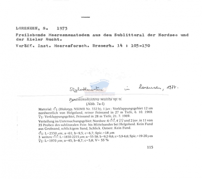 Stylotheristus mutila