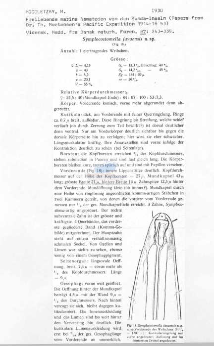 Symplocostomella javaensis