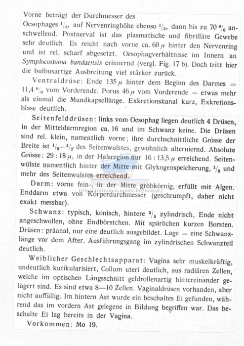 Symplocostomella javaensis