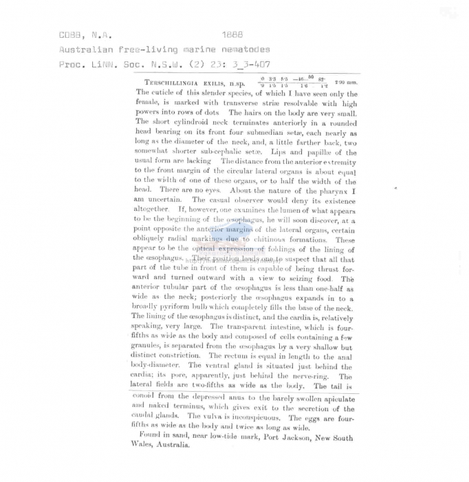 Terschellingia exilis