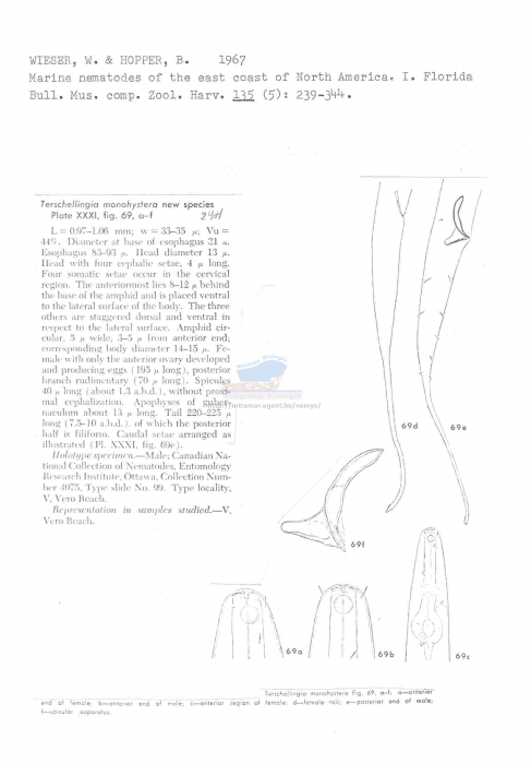 Terschellingia monohystera