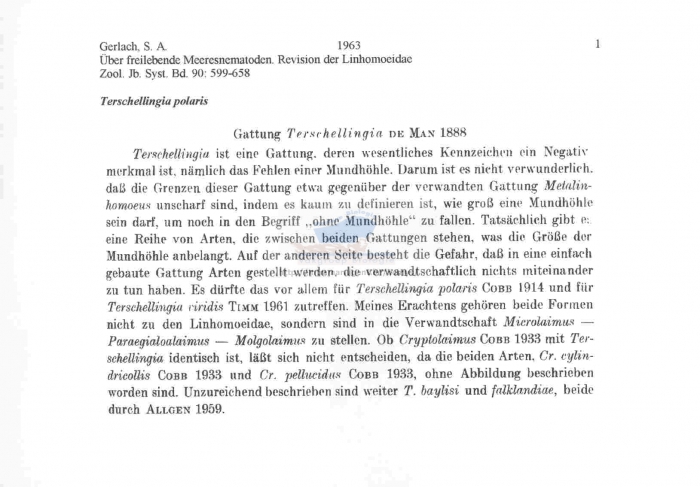 Terschellingia polaris