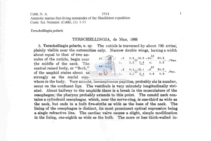Terschellingia polaris