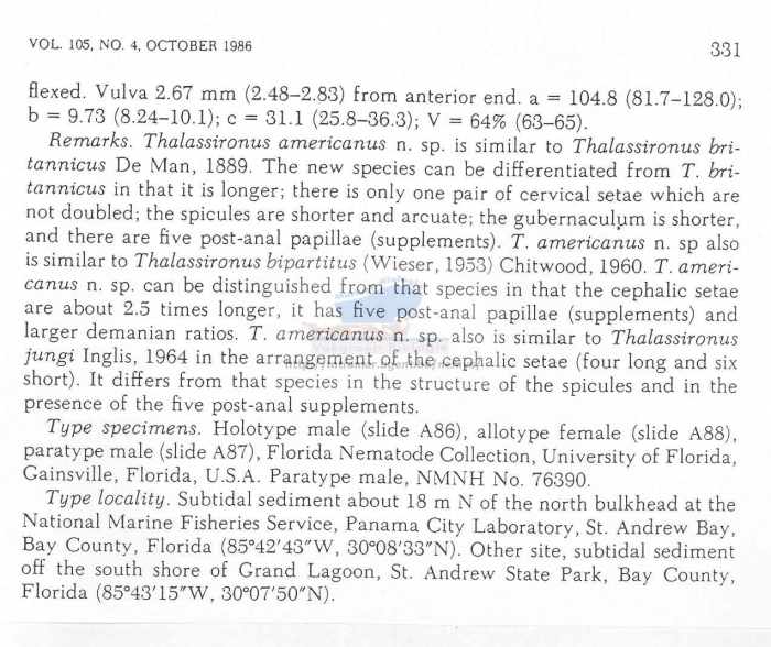 Thalassironus americanus