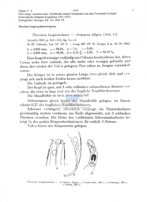 Theristus longicaudatusviviparus