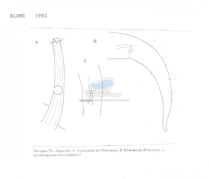 Theristus longicollis