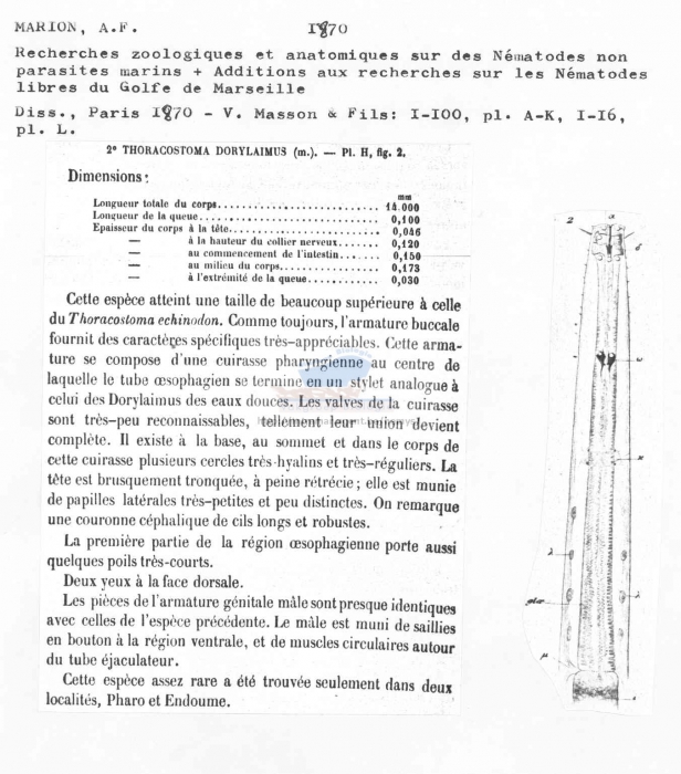Thoracostoma dorylaimus