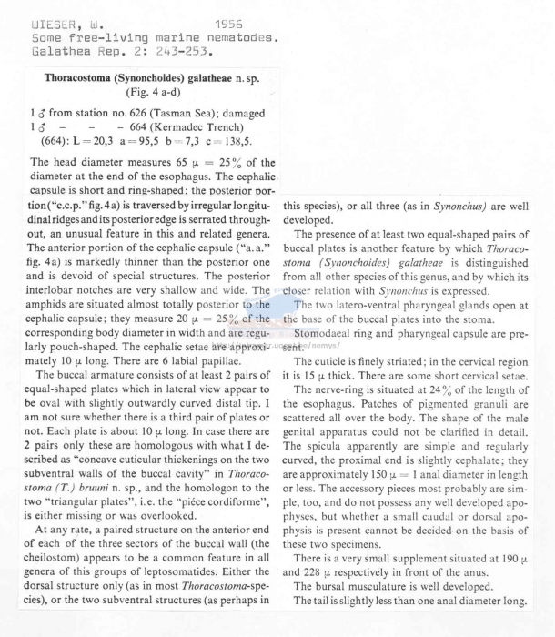 Thoracostoma galatheae