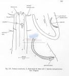 Trefusia zostericola