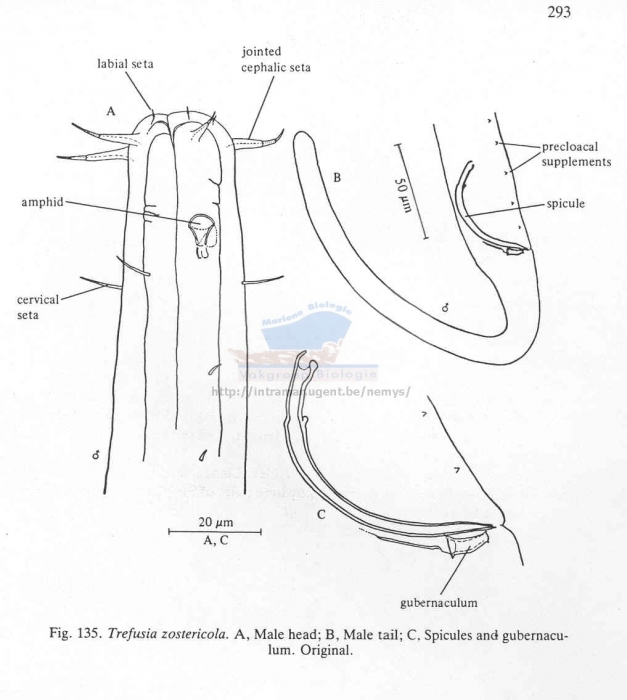 Trefusia zostericola