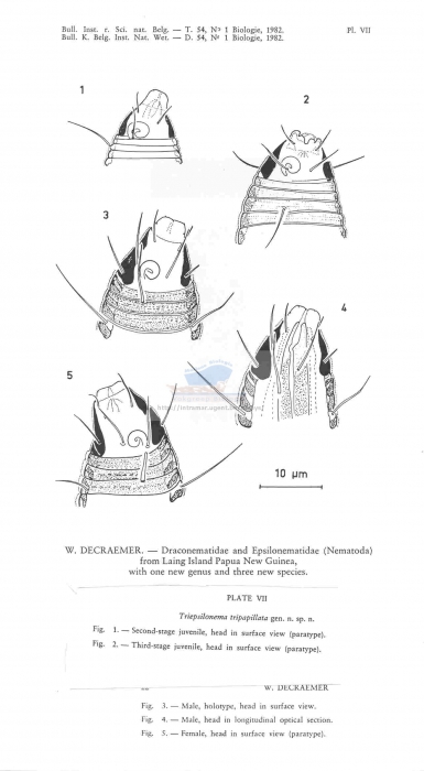 Triepsilonema tripapillata