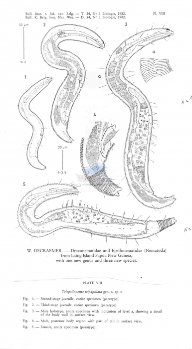 Triepsilonema tripapillata