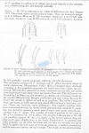 Tripyla papillata