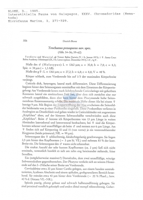 Trochamus prosoporus