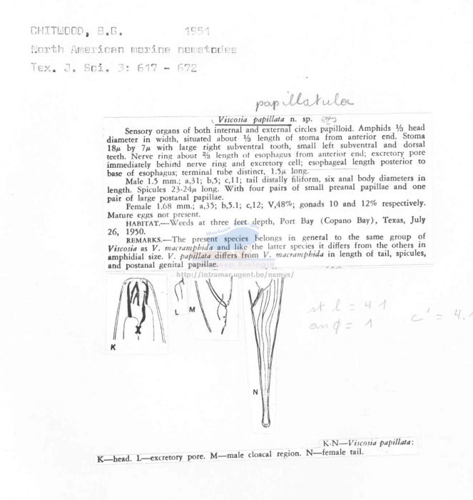 Viscosia papillatula