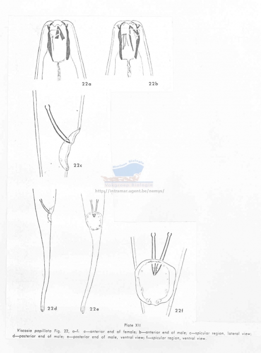 Viscosia papillatula