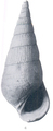 Rissoina (Zebinella) oligopleura Woodring, 1928, author: Faber, Marien