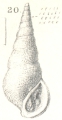 Caenogastropoda
