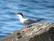 Common Tern (Sterna hirundo)