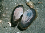 Bivalvia