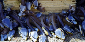 Eendenmossels