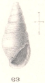 Rissoina enteles Melvill & Standen, 1896, author: Faber, Marien