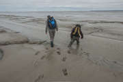 On our way to collect faecal samples of wading birds in the L. conchilega reef of the Bay of the Mont Saint-Michel (Brittany, France), author: De Smet, Bart