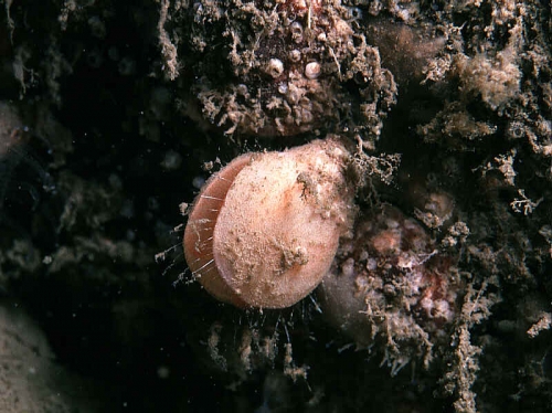 Terebratulina retusa (Linnaeus, 1758) Terebratulina retusa (Linnaeus, 1758)