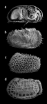Ostracoda