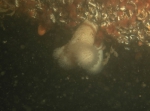 Bewremabi species