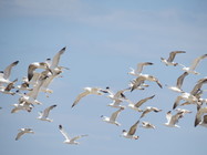 Larus cachinnans