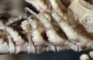 Antedon elegans Bell 1882, Holotype NHM, London, cat. no. 81.10.26.212, author: Messing, Charles