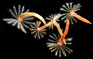 Branchiomma curtum New Zealand form, author: Read, Geoffrey