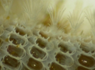 bryozoa 1f