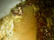 Ciona intestinalis