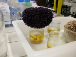 Echinoidea (sea urchins)