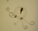 Hydrozoa (hydroids)
