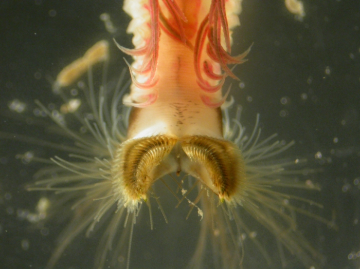 Sabellaria alveolata head ventral