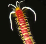 Myrianida puladilaw